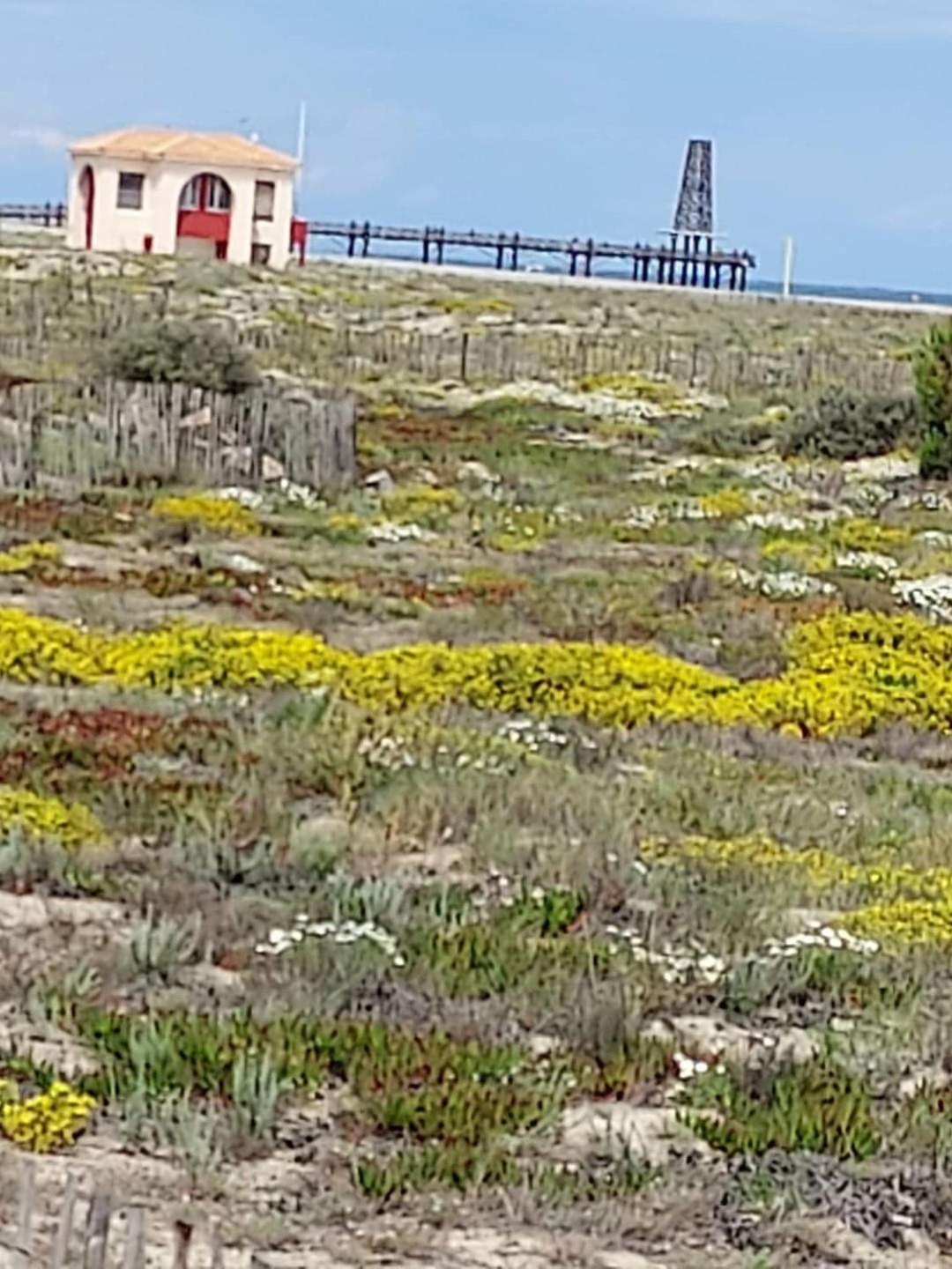 Marina Des Anges Entre Mer Et Etangs Avec Piscine Le Barcarès Exterior foto